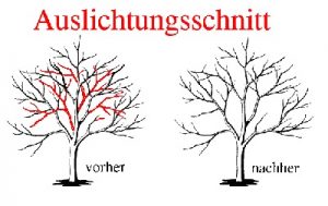 auslichtung