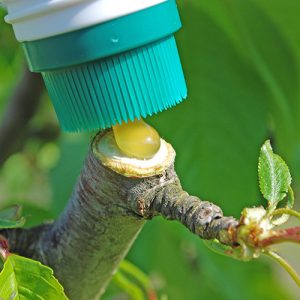 Wundverschluss beim Gehölzschnitt