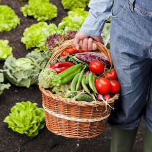 Dünger für den Garten