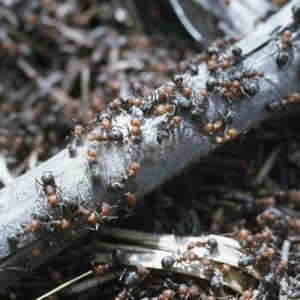 Ameisen mit Hilfe von Nematoden vertreiben