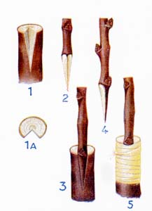 Geißfußpfropfen