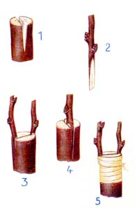 Spaltpfropfen