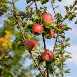 Apfelbäume im Sommer veredeln: Okulation Schritt für Schritt