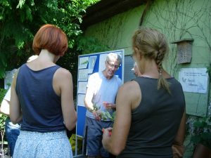 Veredelung von Apfelbäumen im Sommer