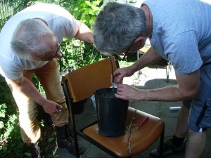 Veredelung von Apfelbäumen im Sommer
