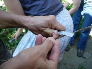 Veredelung von Apfelbäumen im Sommer