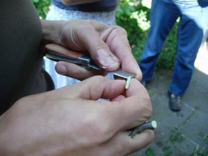Veredelung von Apfelbäumen im Sommer
