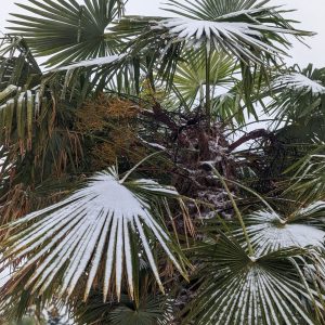 Palmen winterfest machen