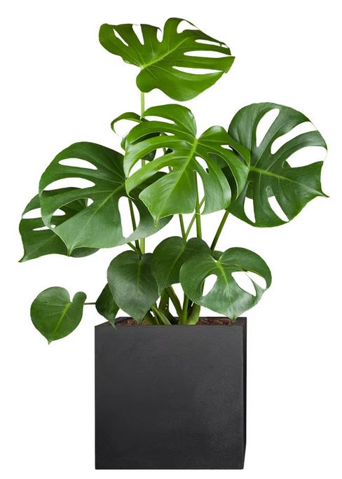 Monstera hat braune Stellen