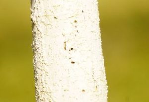 Sonnenbrand bei Bäumen