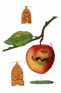 Apfelschalenwickler
