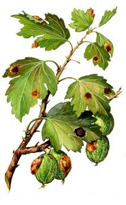 Becherrost der Stachelbeere