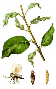 Birnenblattgallmücke