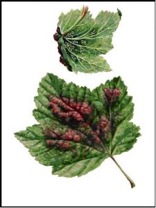 Johannisbeerblasenlaus