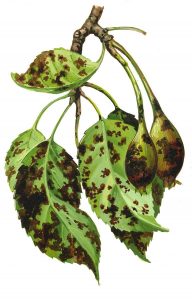 Blattbräune der Birne