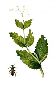 Blattrandkäfer