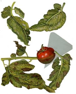 Braunfäule der Tomate