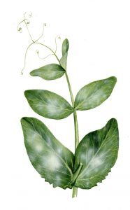 Erbsenmehltau