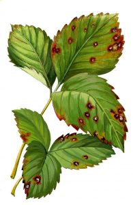 Erdbeer-Weißfleckenkrankheit