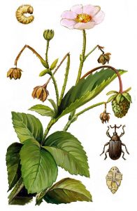 Erdbeerblütenstecher