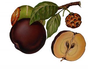 Fruchtfäule des Apfels