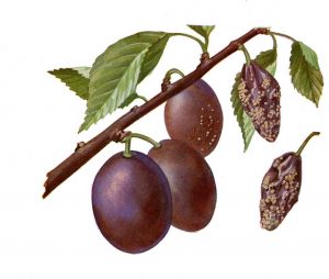 Fruchtfäule der Pflaume