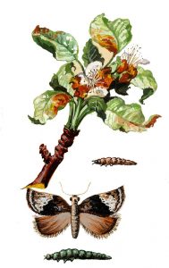 Grauer Knospenwickler