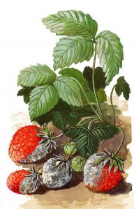 Grauschimmel der Erdbeere