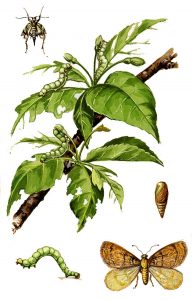 Kleiner Frostspanner