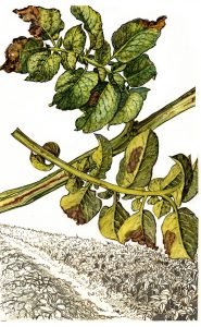 Kraut-und Knollenfäule