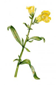 Löwenmaulrost