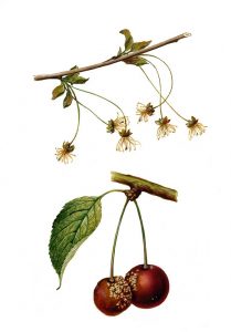 Spitzendürre und Fruchtfäule der Kirsche