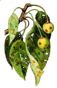 Schrotschusskrankheit