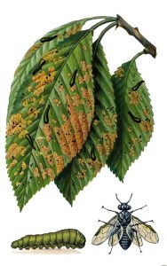 Schwarze Kirschblattwespe