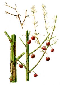 Spargelrost