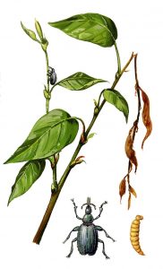 Trieb- und Zweigbohrer