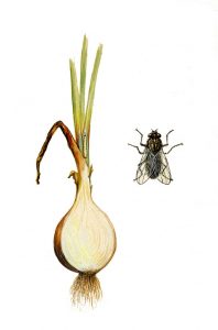 Zwiebelfliege