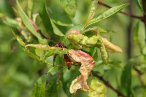 Kräuselkrankheit bei Pfirsich- oder Aprikosenbäumen