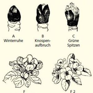 Blütenstadien