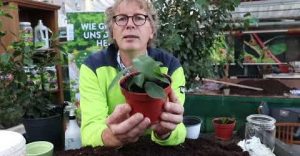 Ficus Benjamini oder auch Gummibaum durch Stecklinge vermehren.