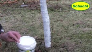 Obstbäume winterfest machen