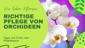 Pflege und umtopfen von Phalaenopsis