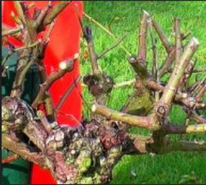 Rosenschnitt im Frühjahr