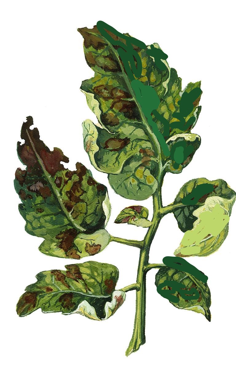 Braunfäule an Tomaten verhindern