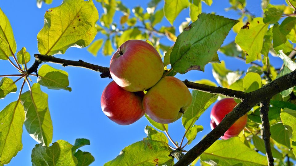 Stippe am Apfel verhindern: Ursachen, Tipps & Sorten