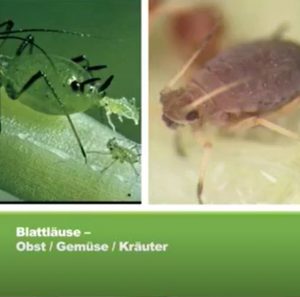 Natürliche Tipps gegen Blattläuse