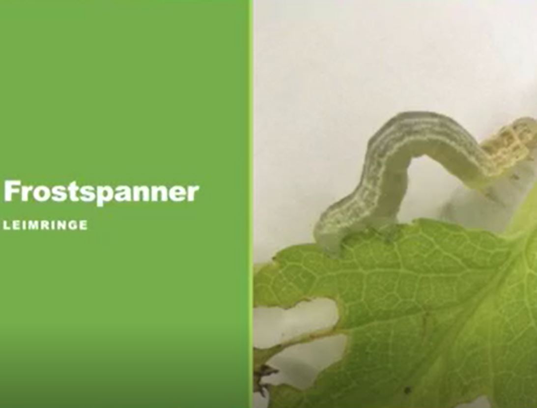 Der Pflanzenarzt erklärt Schädlinge
