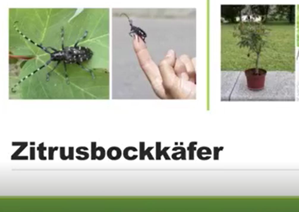 Der Pflanzenarzt erklärt Schädlinge