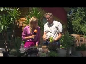 Pflegeleichte Pflanzen, die toll aussehen