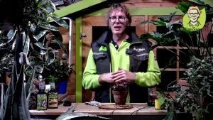 “Pflanzenarzt-Sprechstunde”: Flammendes Käthchen natürlich zum Blühen bringen